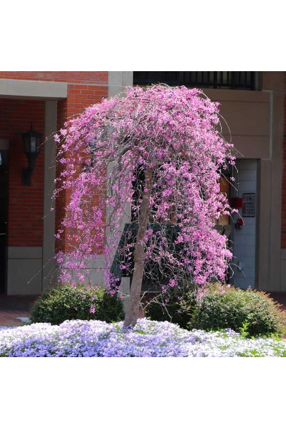 Церцис канадський Рубі Фолс з пурпурними квітами на гілках.